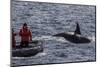 Adult Bull Type a Killer Whale (Orcinus Orca) Surfacing Near Researchers in the Gerlache Strait-Michael Nolan-Mounted Photographic Print