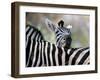 Adult Burchells Zebra Resting Head on Back of Another, Moremi Wildlife Reserve, Botswana-Andrew Parkinson-Framed Premium Photographic Print
