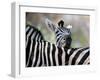 Adult Burchells Zebra Resting Head on Back of Another, Moremi Wildlife Reserve, Botswana-Andrew Parkinson-Framed Premium Photographic Print