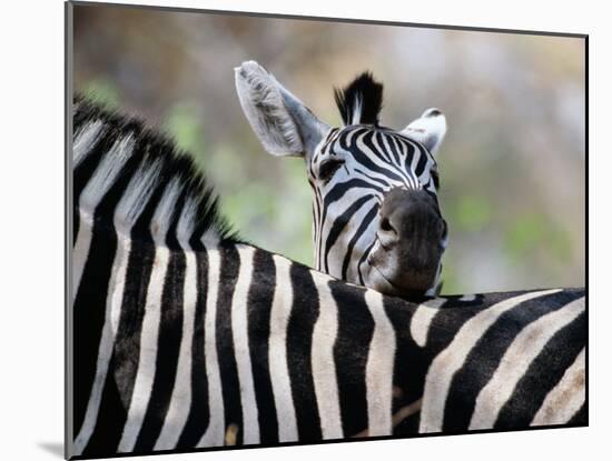Adult Burchells Zebra Resting Head on Back of Another, Moremi Wildlife Reserve, Botswana-Andrew Parkinson-Mounted Premium Photographic Print