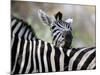 Adult Burchells Zebra Resting Head on Back of Another, Moremi Wildlife Reserve, Botswana-Andrew Parkinson-Mounted Photographic Print