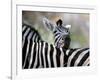 Adult Burchells Zebra Resting Head on Back of Another, Moremi Wildlife Reserve, Botswana-Andrew Parkinson-Framed Photographic Print