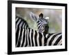 Adult Burchells Zebra Resting Head on Back of Another, Moremi Wildlife Reserve, Botswana-Andrew Parkinson-Framed Photographic Print