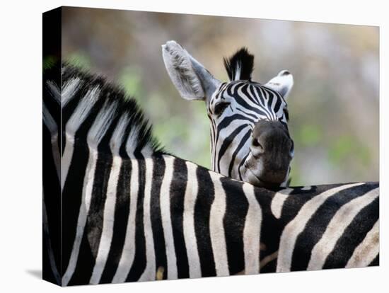 Adult Burchells Zebra Resting Head on Back of Another, Moremi Wildlife Reserve, Botswana-Andrew Parkinson-Stretched Canvas