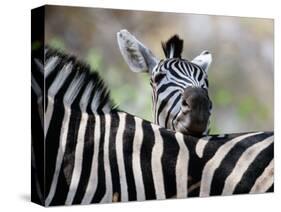 Adult Burchells Zebra Resting Head on Back of Another, Moremi Wildlife Reserve, Botswana-Andrew Parkinson-Stretched Canvas