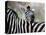 Adult Burchells Zebra Resting Head on Back of Another, Moremi Wildlife Reserve, Botswana-Andrew Parkinson-Stretched Canvas