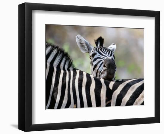 Adult Burchells Zebra Resting Head on Back of Another, Moremi Wildlife Reserve, Botswana-Andrew Parkinson-Framed Photographic Print