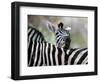 Adult Burchells Zebra Resting Head on Back of Another, Moremi Wildlife Reserve, Botswana-Andrew Parkinson-Framed Photographic Print