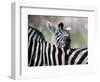 Adult Burchells Zebra Resting Head on Back of Another, Moremi Wildlife Reserve, Botswana-Andrew Parkinson-Framed Photographic Print