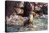 Adult California Sea Lion (Zalophus Californianus), at Los Islotes, Baja California Sur-Michael Nolan-Stretched Canvas