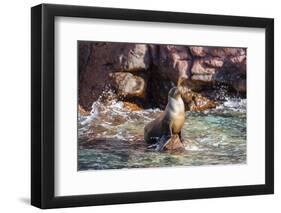 Adult California Sea Lion (Zalophus Californianus), at Los Islotes, Baja California Sur-Michael Nolan-Framed Premium Photographic Print