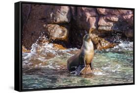 Adult California Sea Lion (Zalophus Californianus), at Los Islotes, Baja California Sur-Michael Nolan-Framed Stretched Canvas