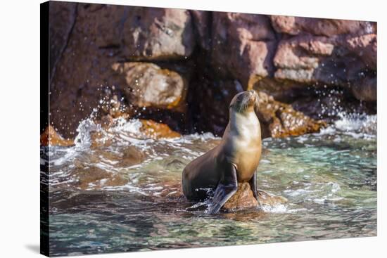 Adult California Sea Lion (Zalophus Californianus), at Los Islotes, Baja California Sur-Michael Nolan-Stretched Canvas