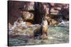 Adult California Sea Lion (Zalophus Californianus), at Los Islotes, Baja California Sur-Michael Nolan-Stretched Canvas