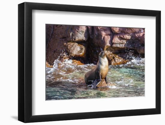 Adult California Sea Lion (Zalophus Californianus), at Los Islotes, Baja California Sur-Michael Nolan-Framed Photographic Print