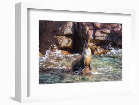 Adult California Sea Lion (Zalophus Californianus), at Los Islotes, Baja California Sur-Michael Nolan-Framed Photographic Print