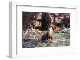 Adult California Sea Lion (Zalophus Californianus), at Los Islotes, Baja California Sur-Michael Nolan-Framed Photographic Print