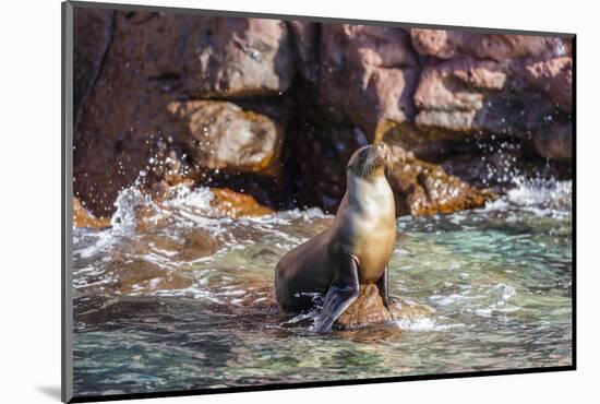 Adult California Sea Lion (Zalophus Californianus), at Los Islotes, Baja California Sur-Michael Nolan-Mounted Photographic Print