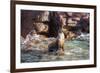 Adult California Sea Lion (Zalophus Californianus), at Los Islotes, Baja California Sur-Michael Nolan-Framed Photographic Print