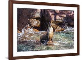 Adult California Sea Lion (Zalophus Californianus), at Los Islotes, Baja California Sur-Michael Nolan-Framed Photographic Print