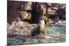 Adult California Sea Lion (Zalophus Californianus), at Los Islotes, Baja California Sur-Michael Nolan-Mounted Photographic Print