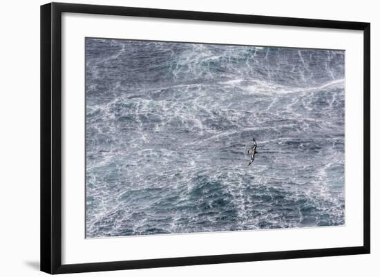 Adult Cape Petrel (Daption Capense) Flying in Gale Force Winds in the Drake Passage-Michael Nolan-Framed Photographic Print