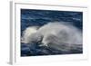 Adult Cape Petrel (Daption Capense) Flying in Gale Force Winds in the Drake Passage-Michael Nolan-Framed Photographic Print