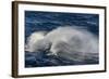 Adult Cape Petrel (Daption Capense) Flying in Gale Force Winds in the Drake Passage-Michael Nolan-Framed Photographic Print