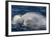 Adult Cape Petrel (Daption Capense) Flying in Gale Force Winds in the Drake Passage-Michael Nolan-Framed Photographic Print