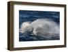 Adult Cape Petrel (Daption Capense) Flying in Gale Force Winds in the Drake Passage-Michael Nolan-Framed Photographic Print