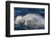 Adult Cape Petrel (Daption Capense) Flying in Gale Force Winds in the Drake Passage-Michael Nolan-Framed Photographic Print