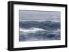 Adult Cape Petrel (Daption Capense) Flying in Gale Force Winds in the Drake Passage-Michael Nolan-Framed Photographic Print