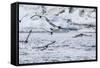 Adult Cape Petrels (Daption Capense) Feeding at Brown Bluff, Antarctica, Polar Regions-Michael Nolan-Framed Stretched Canvas