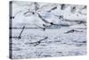 Adult Cape Petrels (Daption Capense) Feeding at Brown Bluff, Antarctica, Polar Regions-Michael Nolan-Stretched Canvas