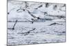 Adult Cape Petrels (Daption Capense) Feeding at Brown Bluff, Antarctica, Polar Regions-Michael Nolan-Mounted Photographic Print