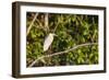 Adult capped heron (Pilherodius pileatus), Rio Yanayacu, Pacaya-Samiria Nat'l Reserve, Loreto, Peru-Michael Nolan-Framed Photographic Print