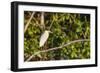 Adult capped heron (Pilherodius pileatus), Rio Yanayacu, Pacaya-Samiria Nat'l Reserve, Loreto, Peru-Michael Nolan-Framed Photographic Print