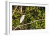 Adult capped heron (Pilherodius pileatus), Rio Yanayacu, Pacaya-Samiria Nat'l Reserve, Loreto, Peru-Michael Nolan-Framed Photographic Print