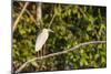 Adult capped heron (Pilherodius pileatus), Rio Yanayacu, Pacaya-Samiria Nat'l Reserve, Loreto, Peru-Michael Nolan-Mounted Photographic Print