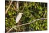 Adult capped heron (Pilherodius pileatus), Rio Yanayacu, Pacaya-Samiria Nat'l Reserve, Loreto, Peru-Michael Nolan-Stretched Canvas