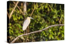 Adult capped heron (Pilherodius pileatus), Rio Yanayacu, Pacaya-Samiria Nat'l Reserve, Loreto, Peru-Michael Nolan-Stretched Canvas