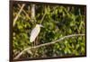 Adult capped heron (Pilherodius pileatus), Rio Yanayacu, Pacaya-Samiria Nat'l Reserve, Loreto, Peru-Michael Nolan-Framed Photographic Print