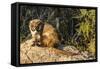 Adult Captive Coatimundi (Nasua Nasua) at the Arizona Sonora Desert Museum, Tucson, Arizona, Usa-Michael Nolan-Framed Stretched Canvas