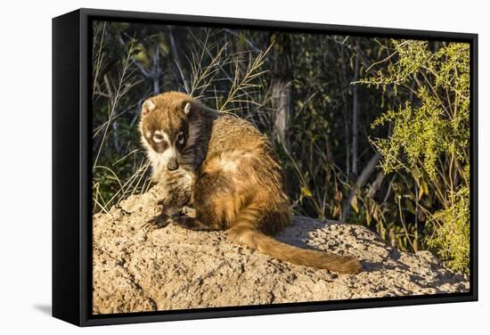 Adult Captive Coatimundi (Nasua Nasua) at the Arizona Sonora Desert Museum, Tucson, Arizona, Usa-Michael Nolan-Framed Stretched Canvas