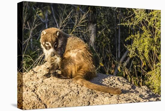 Adult Captive Coatimundi (Nasua Nasua) at the Arizona Sonora Desert Museum, Tucson, Arizona, Usa-Michael Nolan-Stretched Canvas