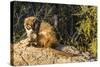 Adult Captive Coatimundi (Nasua Nasua) at the Arizona Sonora Desert Museum, Tucson, Arizona, Usa-Michael Nolan-Stretched Canvas