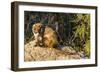 Adult Captive Coatimundi (Nasua Nasua) at the Arizona Sonora Desert Museum, Tucson, Arizona, Usa-Michael Nolan-Framed Photographic Print