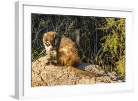 Adult Captive Coatimundi (Nasua Nasua) at the Arizona Sonora Desert Museum, Tucson, Arizona, Usa-Michael Nolan-Framed Photographic Print