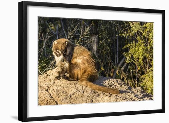 Adult Captive Coatimundi (Nasua Nasua) at the Arizona Sonora Desert Museum, Tucson, Arizona, Usa-Michael Nolan-Framed Photographic Print