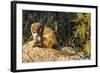 Adult Captive Coatimundi (Nasua Nasua) at the Arizona Sonora Desert Museum, Tucson, Arizona, Usa-Michael Nolan-Framed Photographic Print